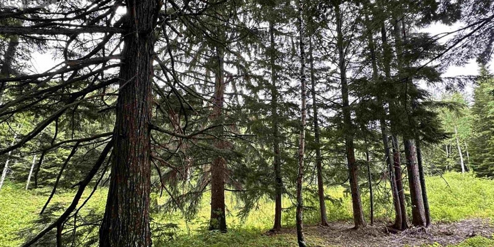 LOT C KALUM LAKE ROAD Terrace Photo 10