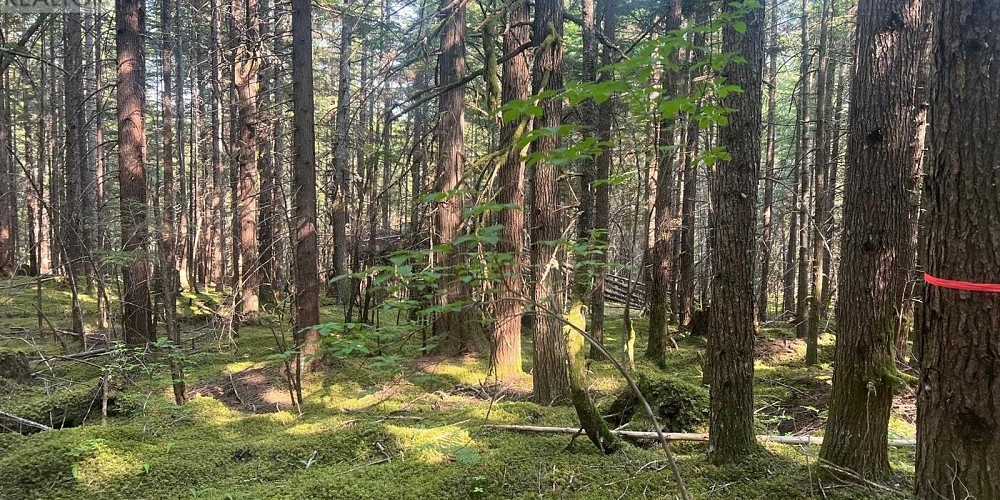 LOT 1109 KALUM LAKE ROAD Terrace Photo 11