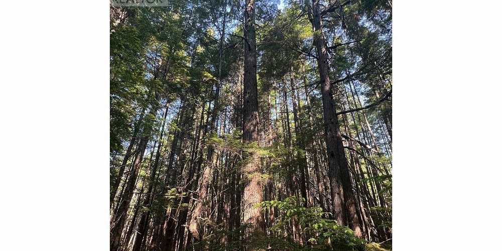 LOT 1109 KALUM LAKE ROAD Terrace Photo 12