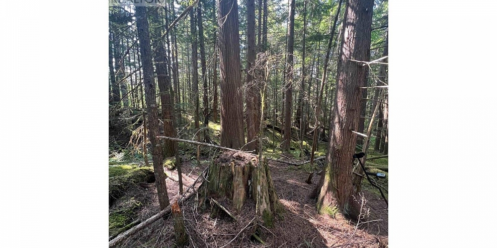 LOT 1109 KALUM LAKE ROAD Terrace Photo 15