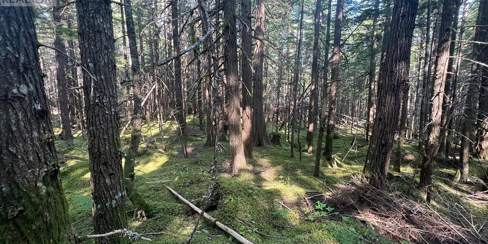LOT 1109 KALUM LAKE ROAD Terrace Photo 16