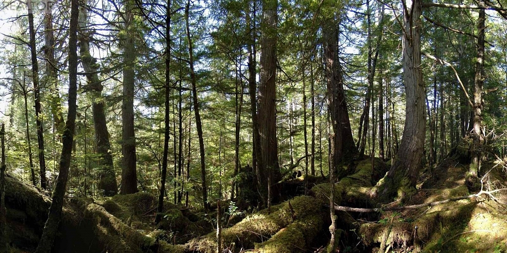 1302 GOBLE POINT Prince Rupert Photo 18