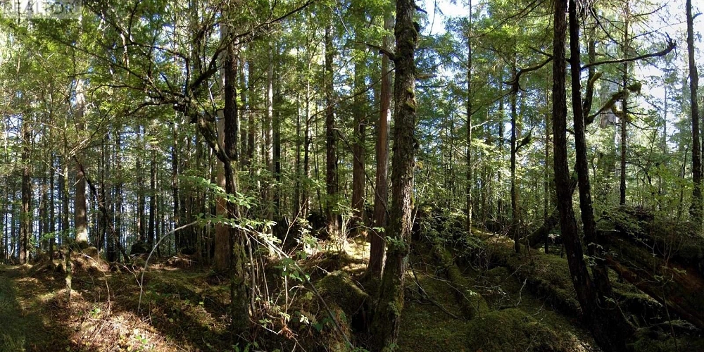 1302 GOBLE POINT Prince Rupert Photo 19