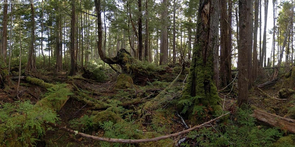 1302 GOBLE POINT Prince Rupert Photo 30