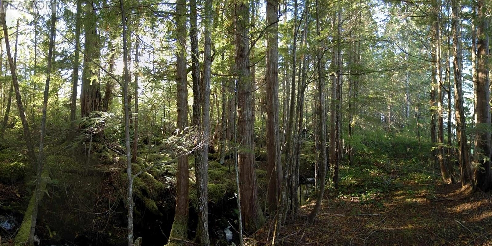 1302 GOBLE POINT Prince Rupert Photo 37