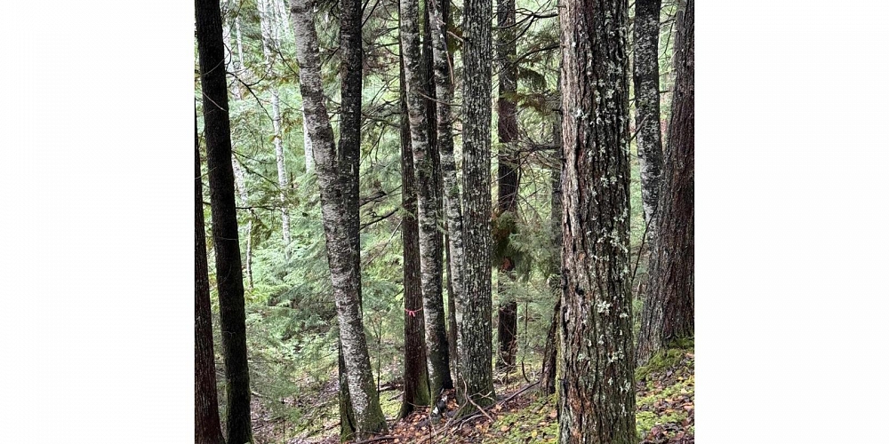 16398 16 HIGHWAY Terrace Photo 37