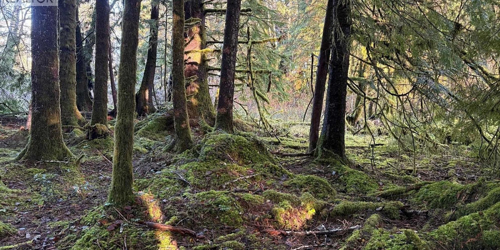 LOT-B 16 HIGHWAY Port Clements Photo 3