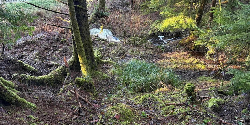 LOT-B 16 HIGHWAY Port Clements Photo 4