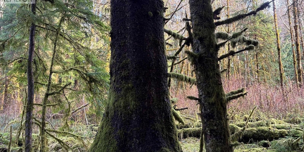 LOT-B 16 HIGHWAY Port Clements Photo 5