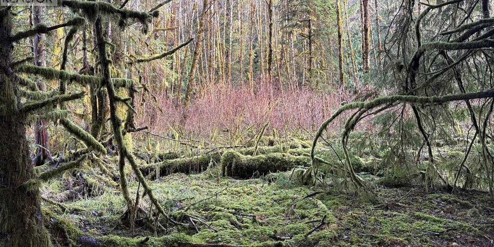 LOT-B 16 HIGHWAY Port Clements Photo 6