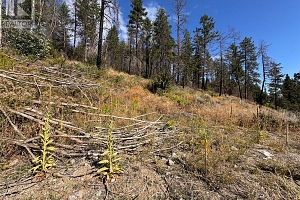 9304 Hodges Road - Photo 14