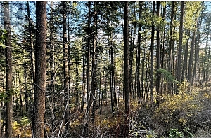 Lot 145 Keithley Road Lot# 145 - Photo 7