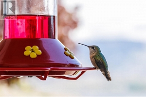 315 Kalamalka Lakeview Drive Unit# 1 - Photo 53