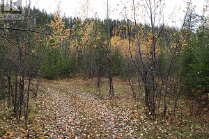 144 Acres South Fork Road - Photo 11