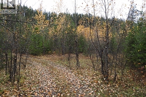 144 Acres South Fork Road - Photo 11