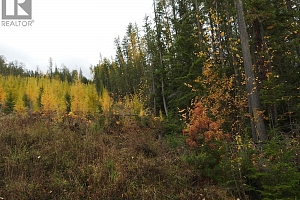 144 Acres South Fork Road - Photo 2