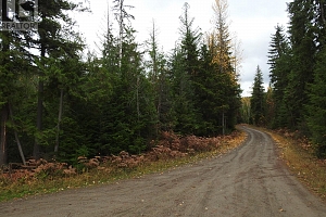 144 Acres South Fork Road - Photo 5