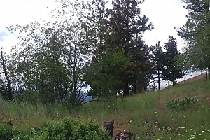 9196 Tronson Road Unit# 54 - Photo 12