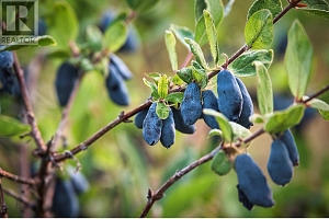 1238 Creighton Valley Road - Photo 3