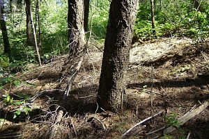 9475 Kilkenny Place Lot# 180 - Photo 12