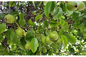 1056 Caledonia Way - Photo 43