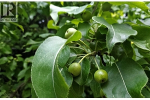 1056 Caledonia Way - Photo 43