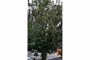 409 Polson Avenue - Photo 13