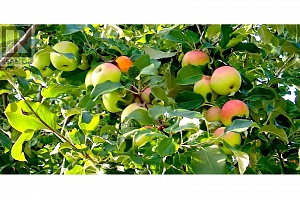 409 Polson Avenue - Photo 14