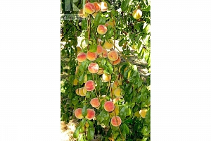 409 Polson Avenue - Photo 15