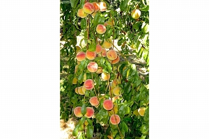 409 Polson Avenue - Photo 15