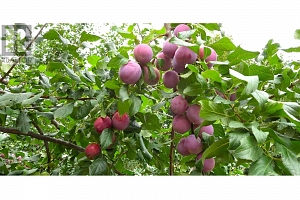 409 Polson Avenue - Photo 16