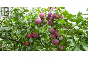 409 Polson Avenue - Photo 16