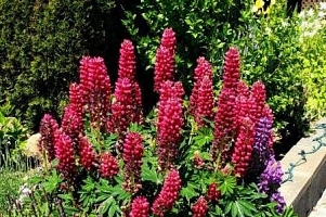 415 Commonwealth Road Unit# 301 - Photo 6