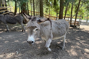 8280 Rogers Road - Photo 40