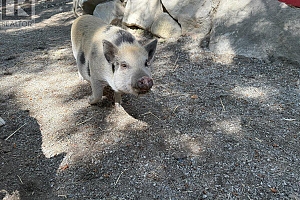 8280 Rogers Road - Photo 45