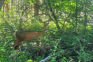 7468 Dixon Dam Road - Photo 22