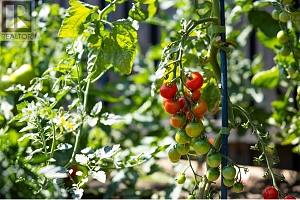 2500 39 Avenue - Photo 52