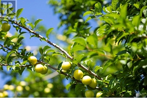 2500 39 Avenue - Photo 55