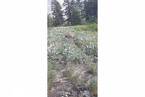 Lot 1 & 2 Gibson Road - Photo 18