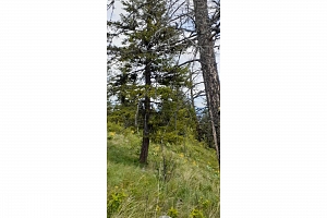 Lot 1 & 2 Gibson Road - Photo 23