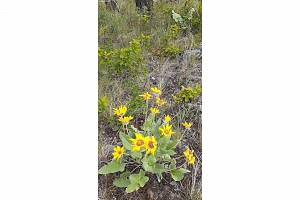 Lot 1 & 2 Gibson Road - Photo 24