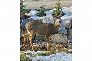 571 Mountain Drive - Photo 28