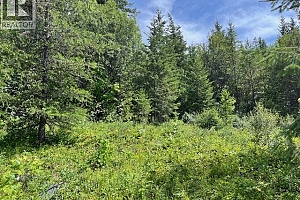 Ruth Road - Photo 11