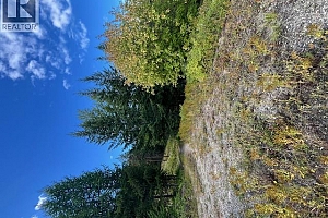 Ruth Road - Photo 20