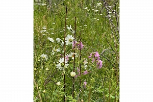 1750 Westside Road N Lot# 3 - Photo 29