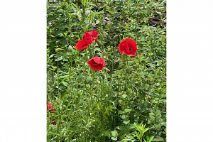 1750 Westside Road N Lot# 3 - Photo 34