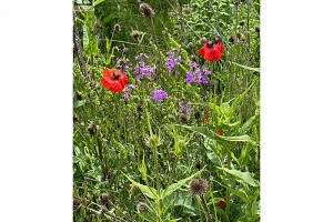 1750 Westside Road N Lot# 3 - Photo 35