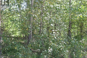 130Acres Sugar Lake-Sihlis Road - Photo 30