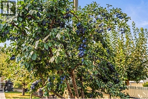 2955 Okanagan Street - Photo 59