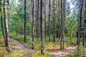 8130 Jackpine Road - Photo 50